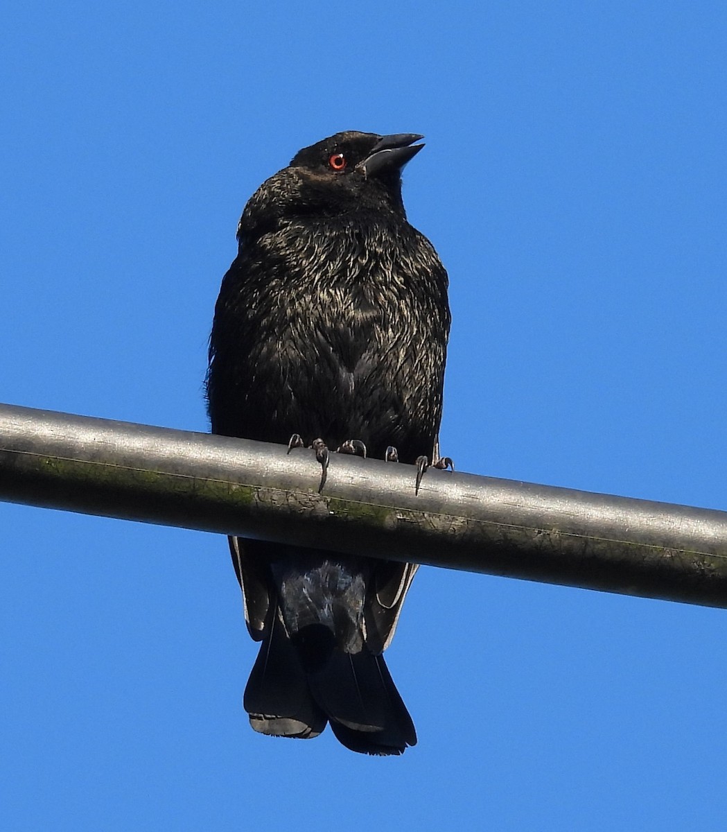 Bronzed Cowbird - ML643103661