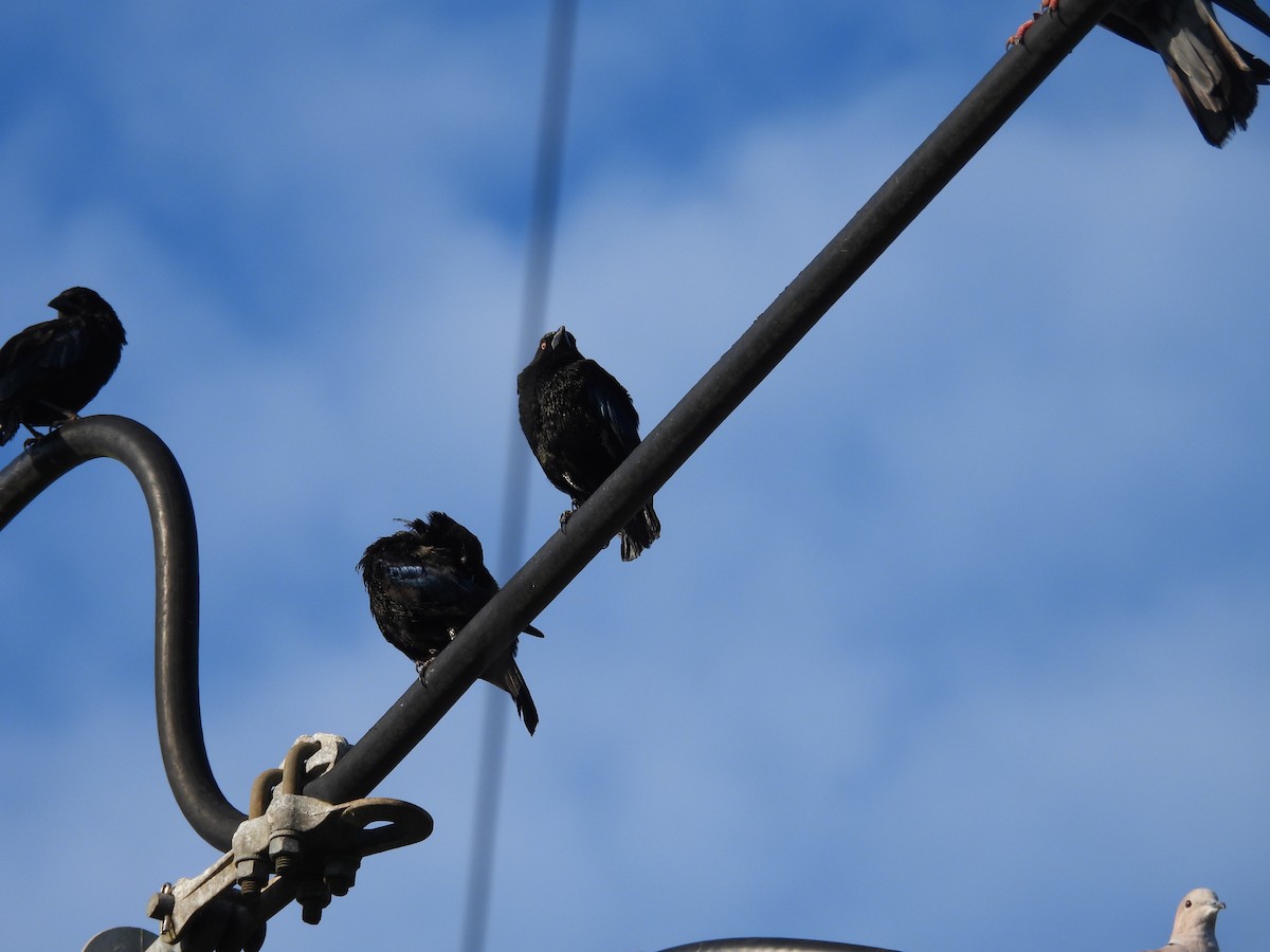 Bronzed Cowbird - ML643103663