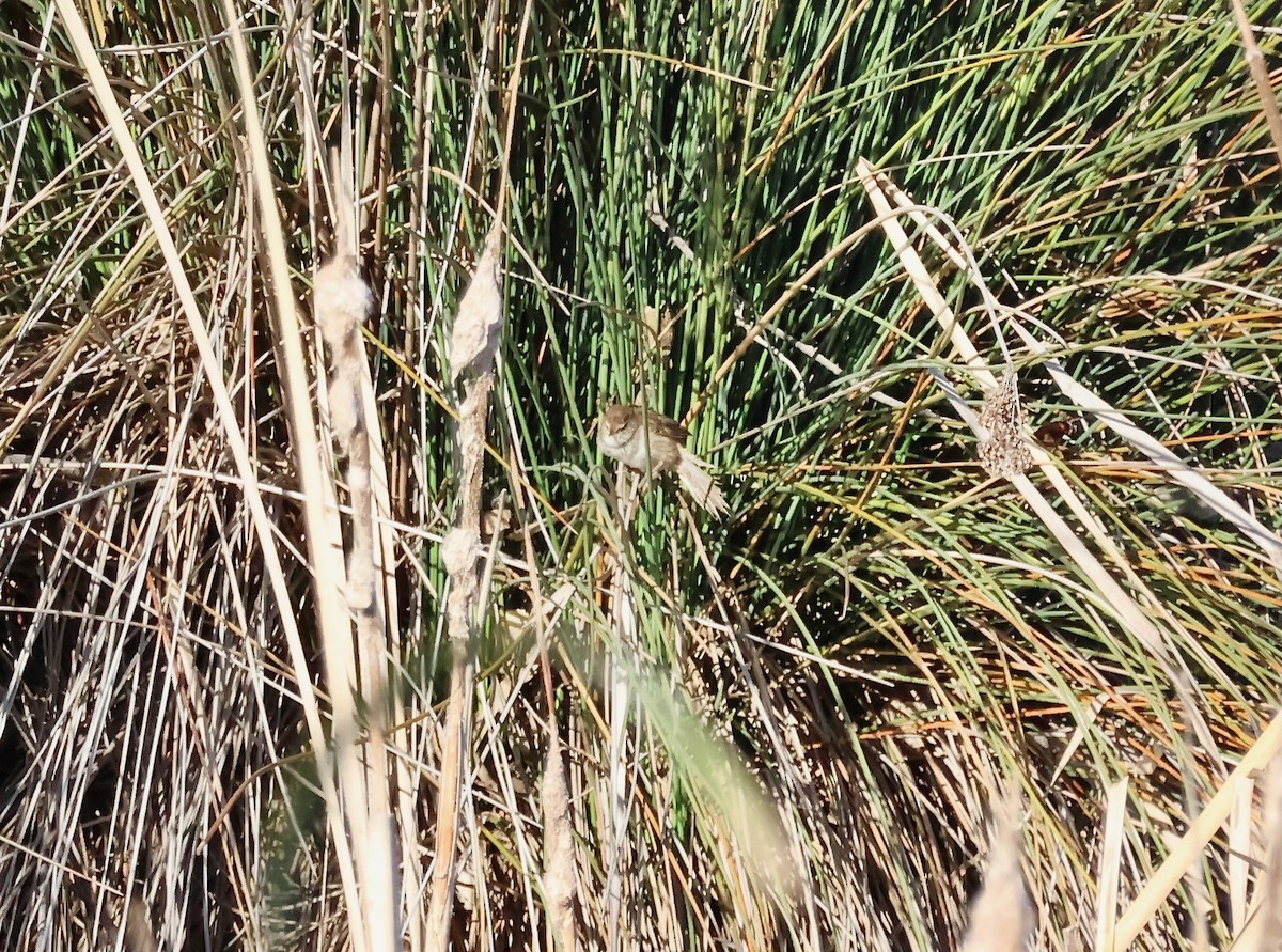 Little Grassbird - ML643103665