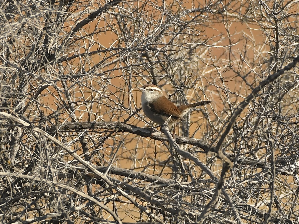 Bewick's Wren - ML643103669
