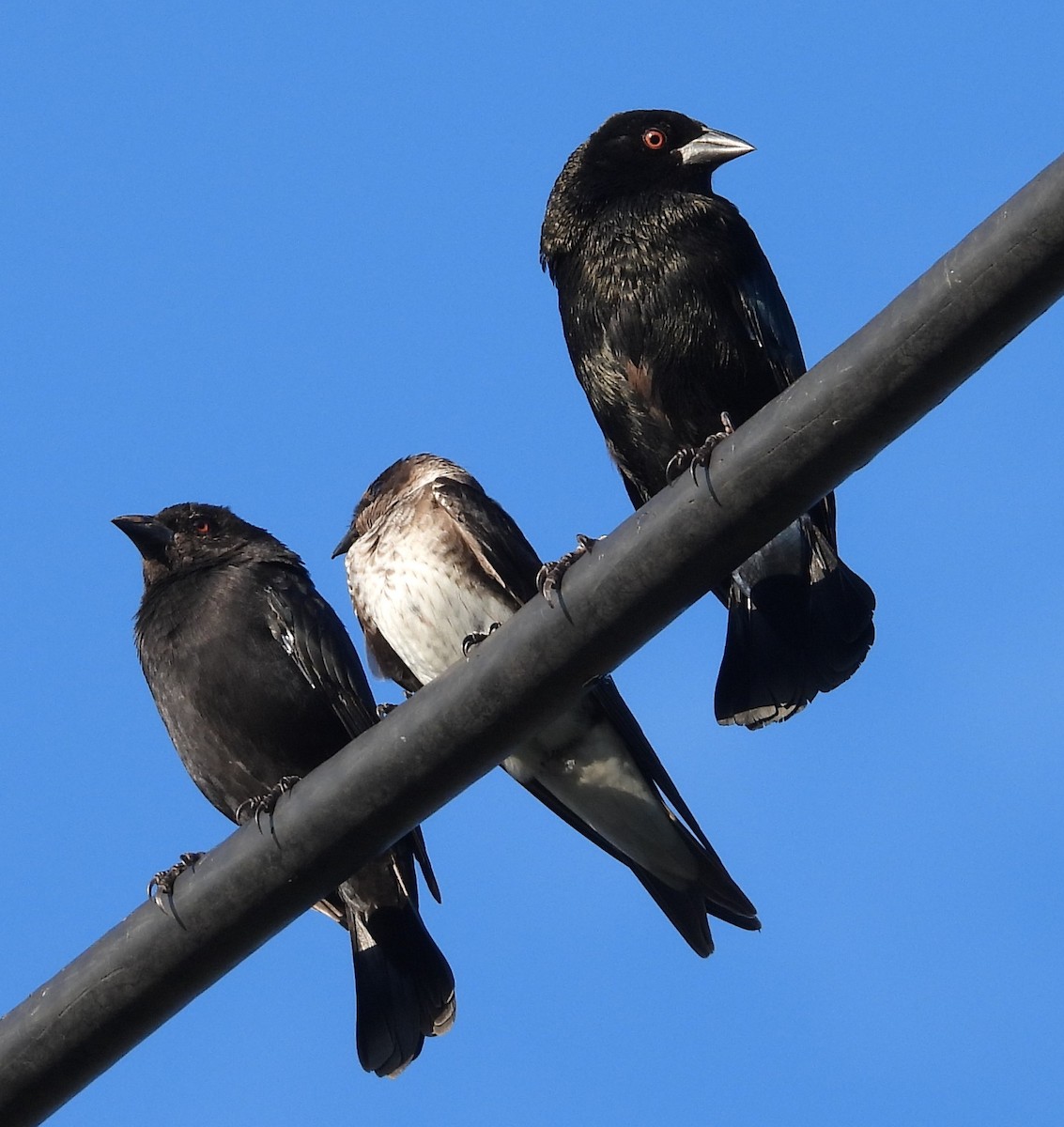 Purple Martin - ML643103675