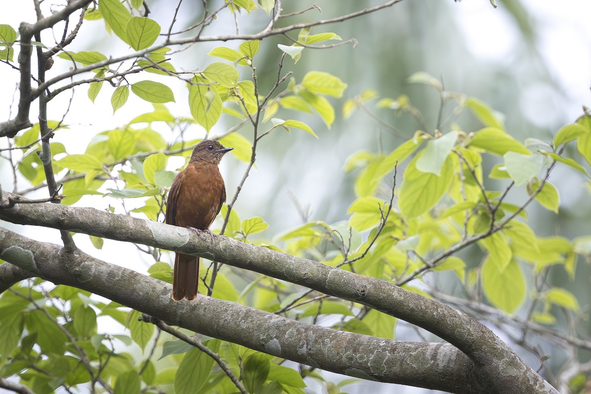 Rufous Flycatcher-Thrush - ML643103685