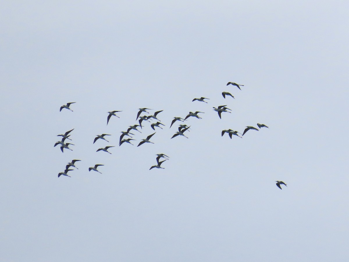 Pied Stilt - ML643103687
