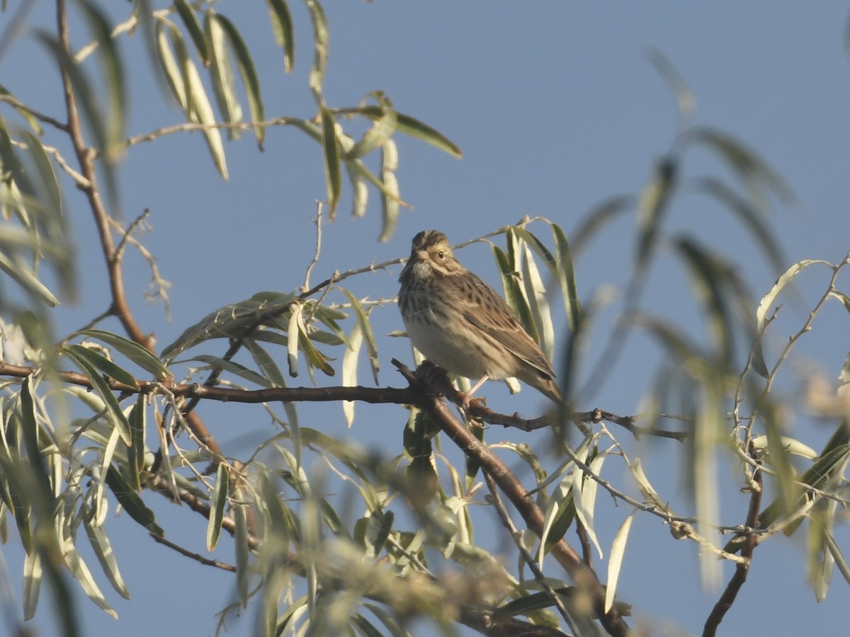 Savannah Sparrow - ML643103692