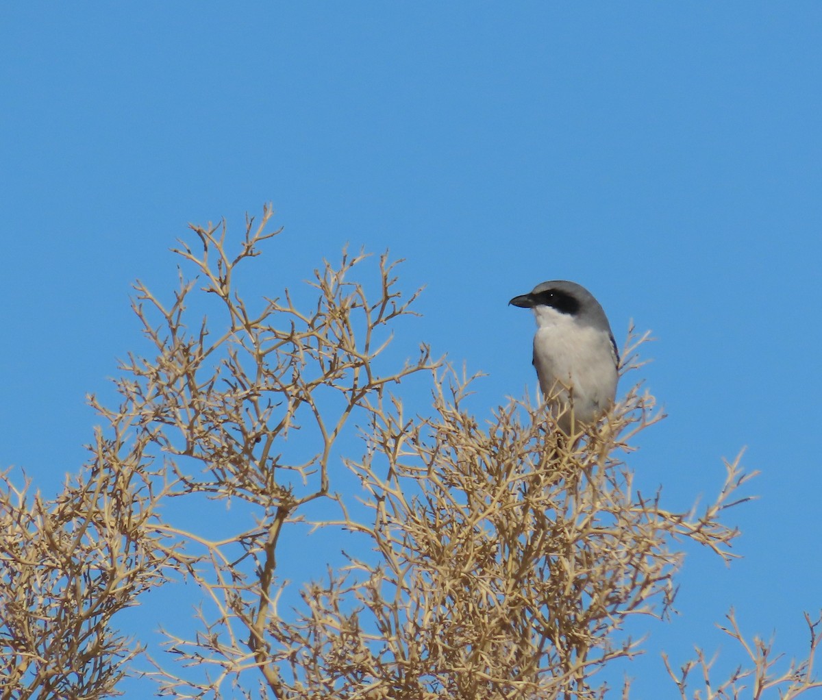 Loggerhead Shrike - ML643103694