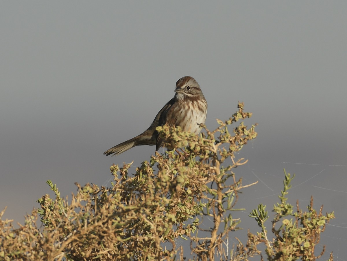 Song Sparrow - ML643103697