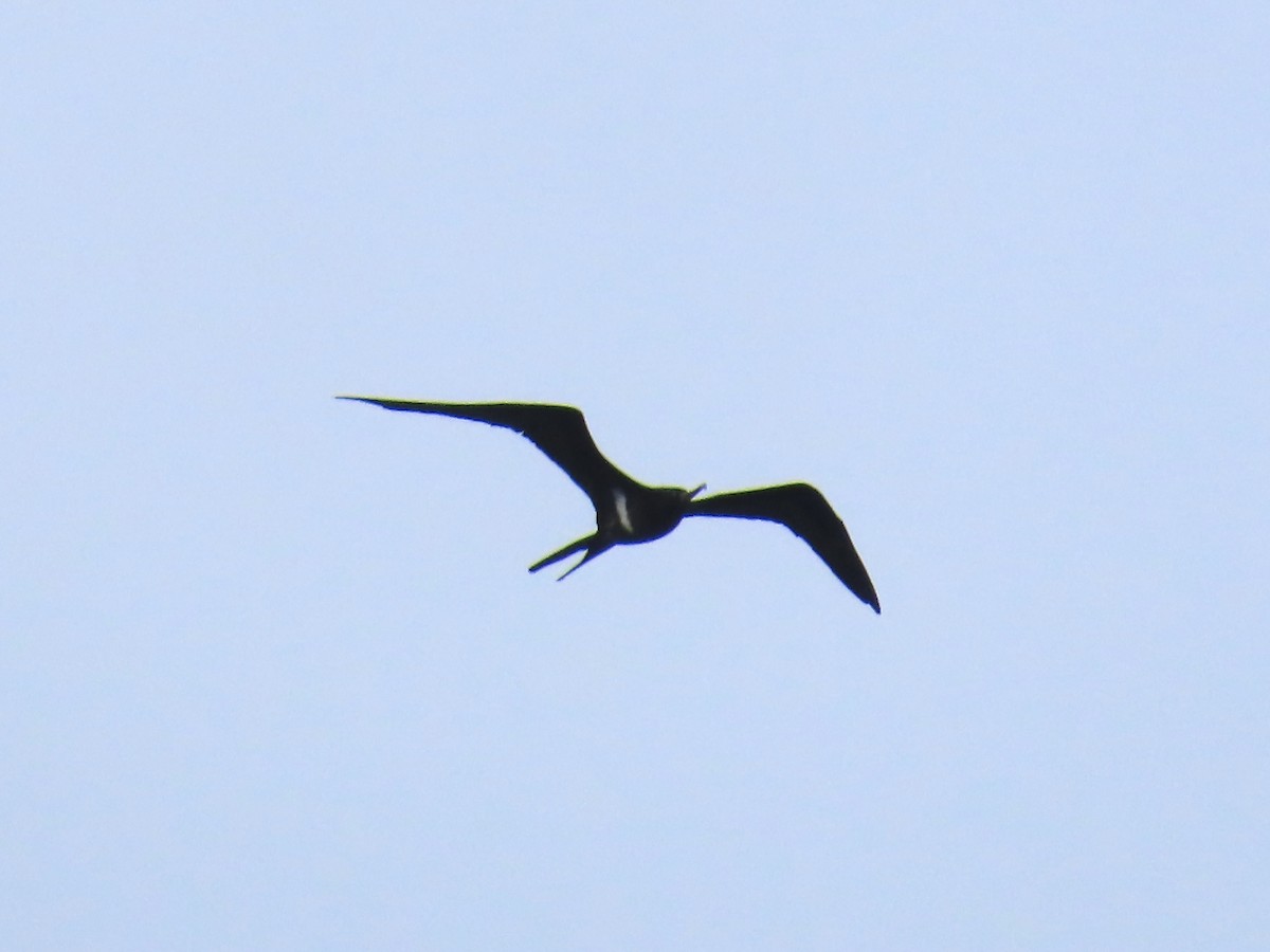 Lesser Frigatebird - ML643103699