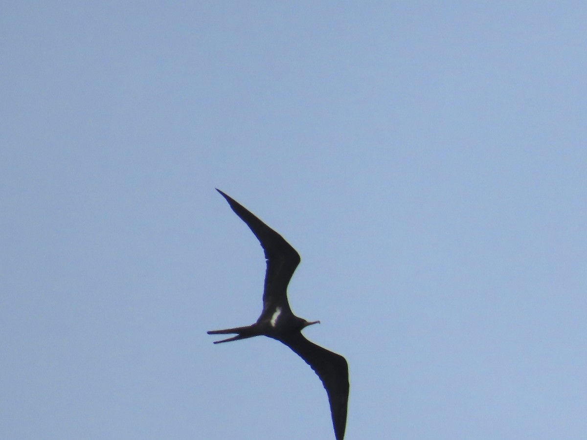 Lesser Frigatebird - ML643103700