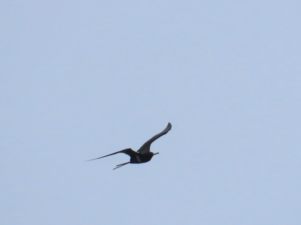 Lesser Frigatebird - ML643103701