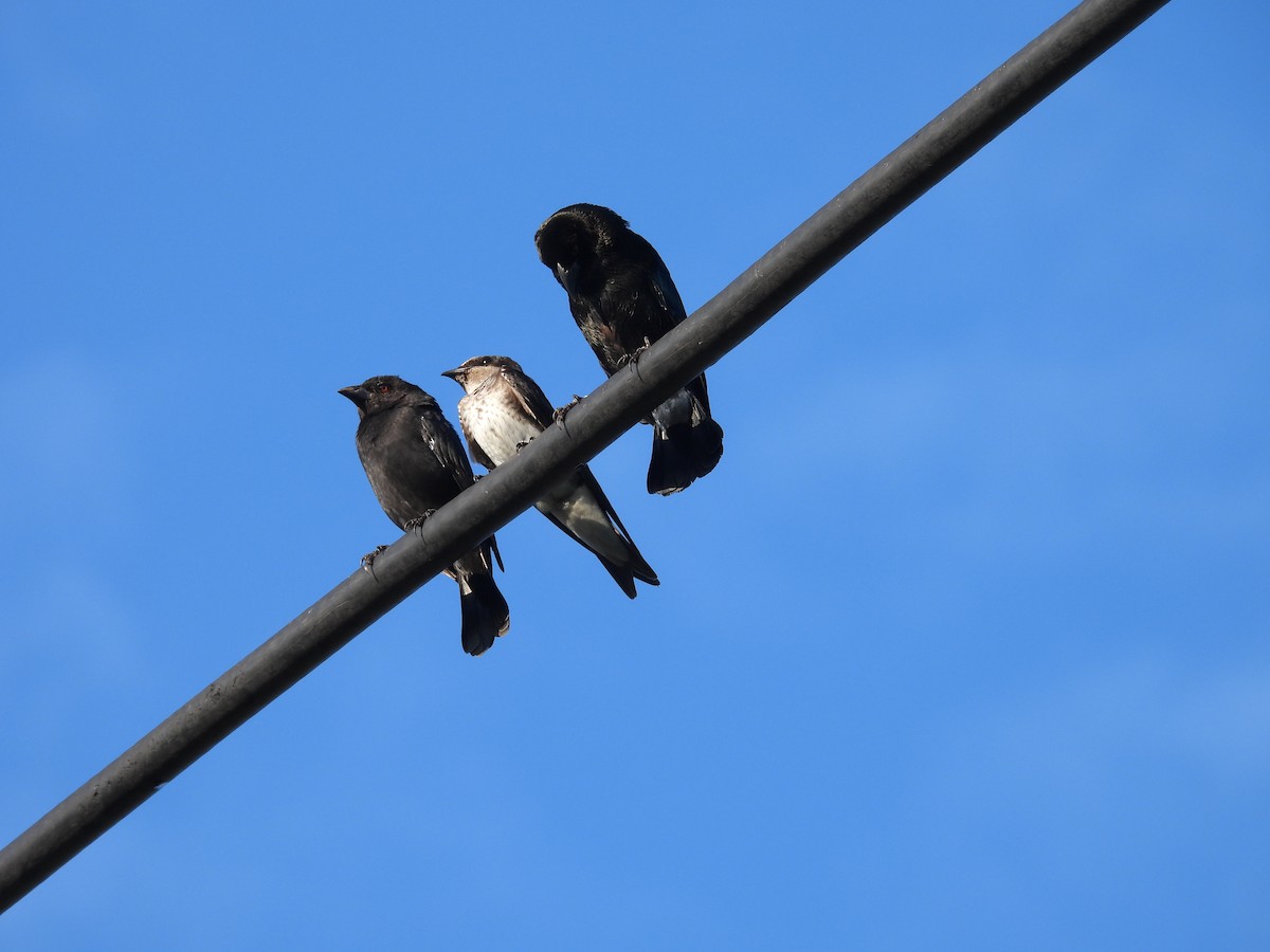 Purple Martin - ML643103706