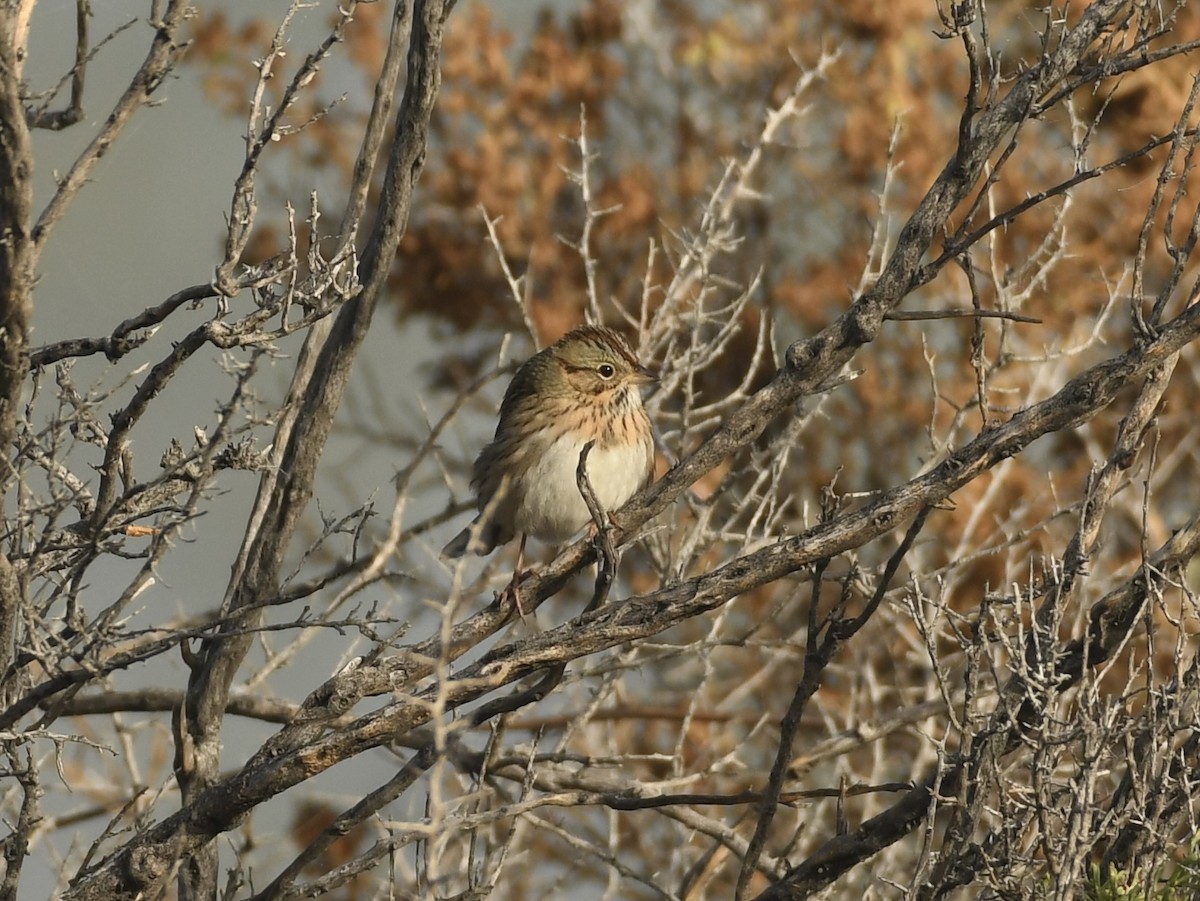 Lincoln's Sparrow - ML643103716