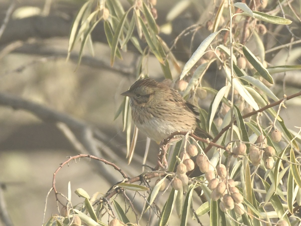 Lincoln's Sparrow - ML643103717