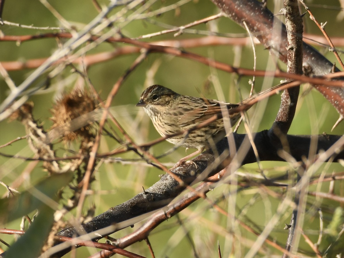 Lincoln's Sparrow - ML643103718