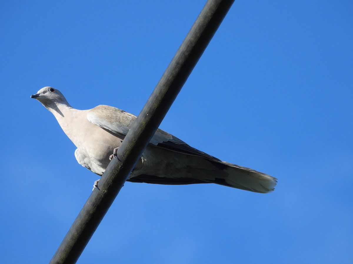 Eurasian Collared-Dove - ML643103719
