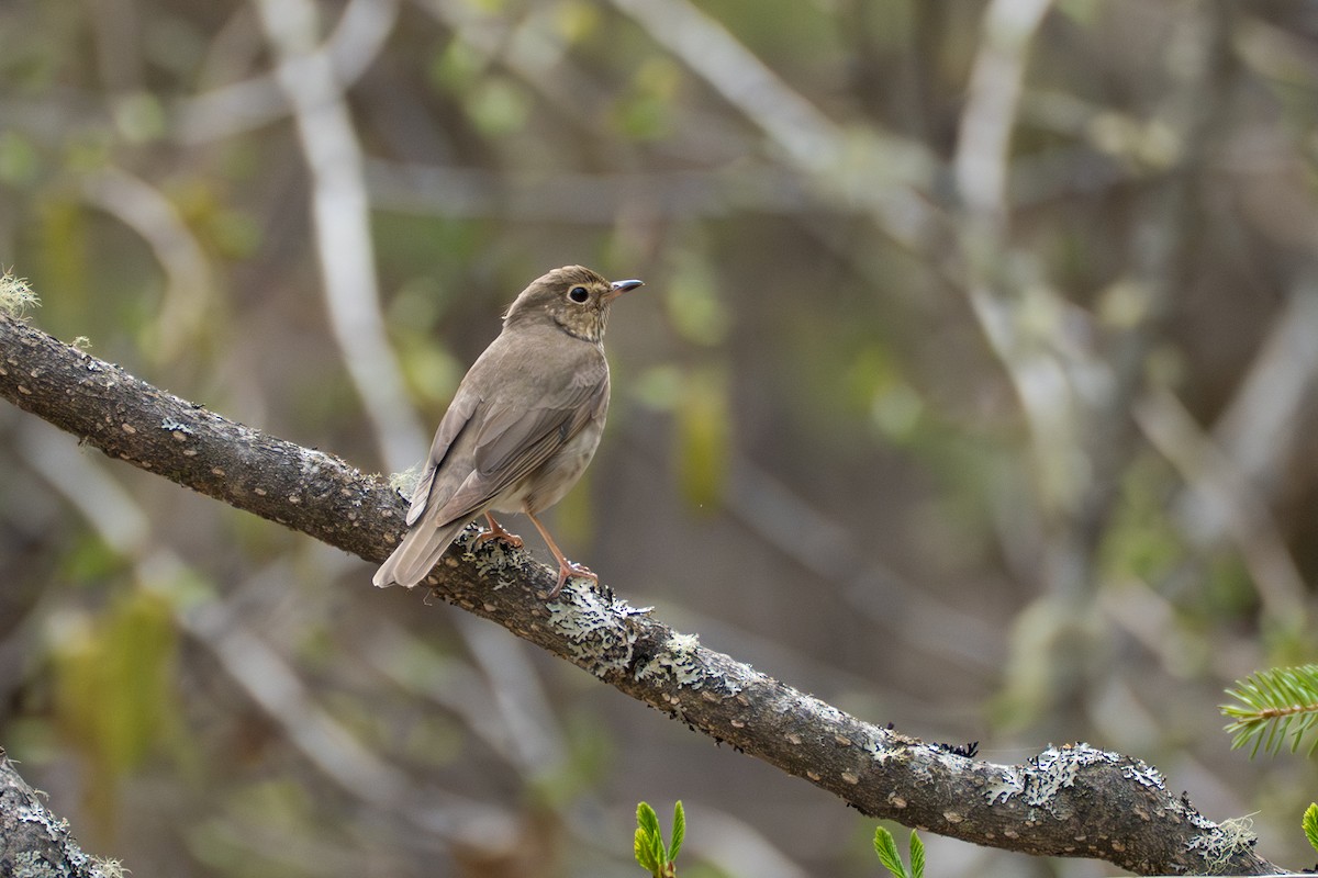 Swainson's Thrush - ML643103721