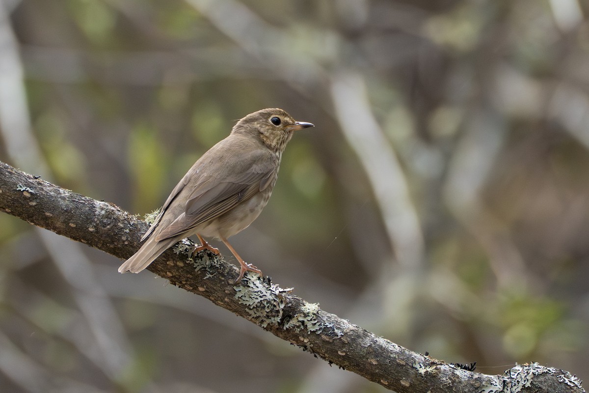 Swainson's Thrush - ML643103722
