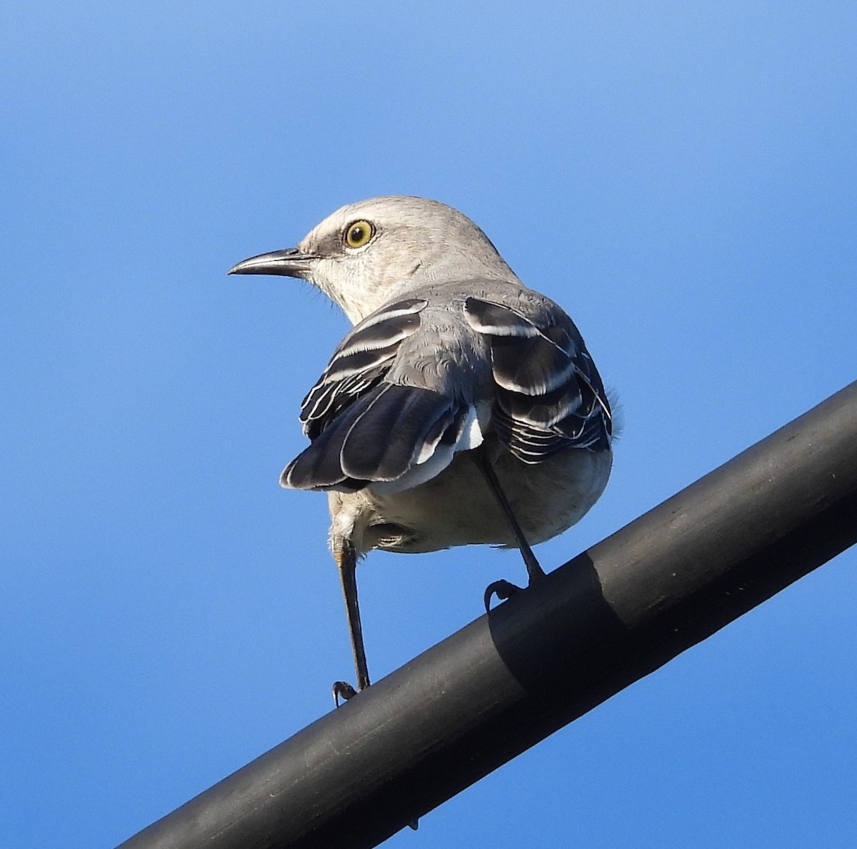 Tropical Mockingbird - ML643103727