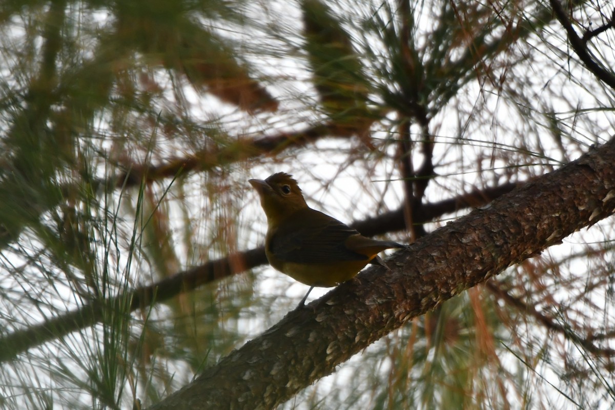 sommerpiranga - ML643103729