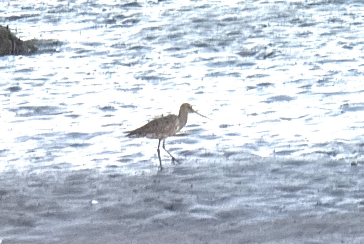 Hudsonian Godwit - ML643103734