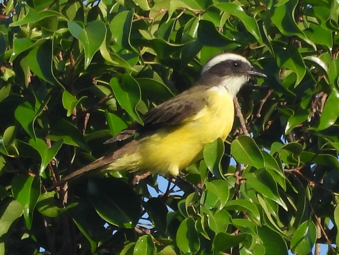 Social Flycatcher - ML643103747