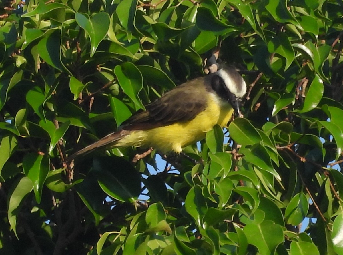 Social Flycatcher - ML643103748