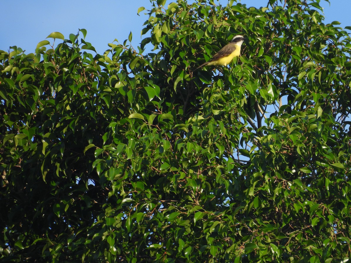 Social Flycatcher - ML643103749
