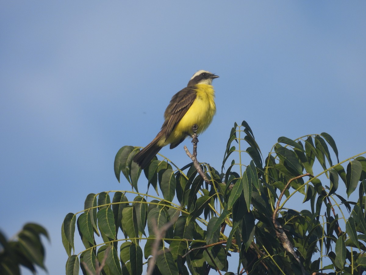 Social Flycatcher - ML643103750
