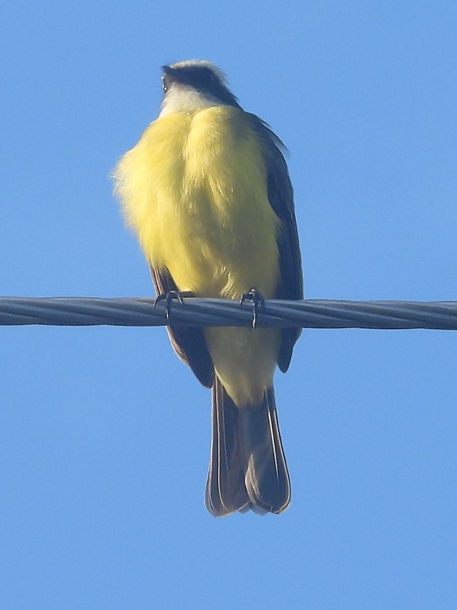 Social Flycatcher - ML643103752