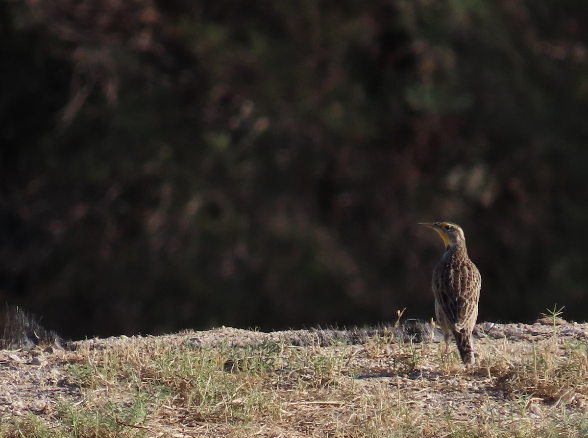 Western Meadowlark - ML643103759