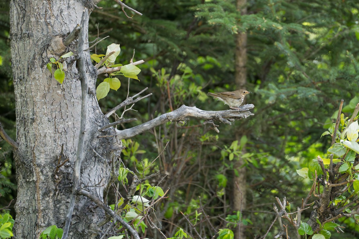 Swainson's Thrush - ML643103780