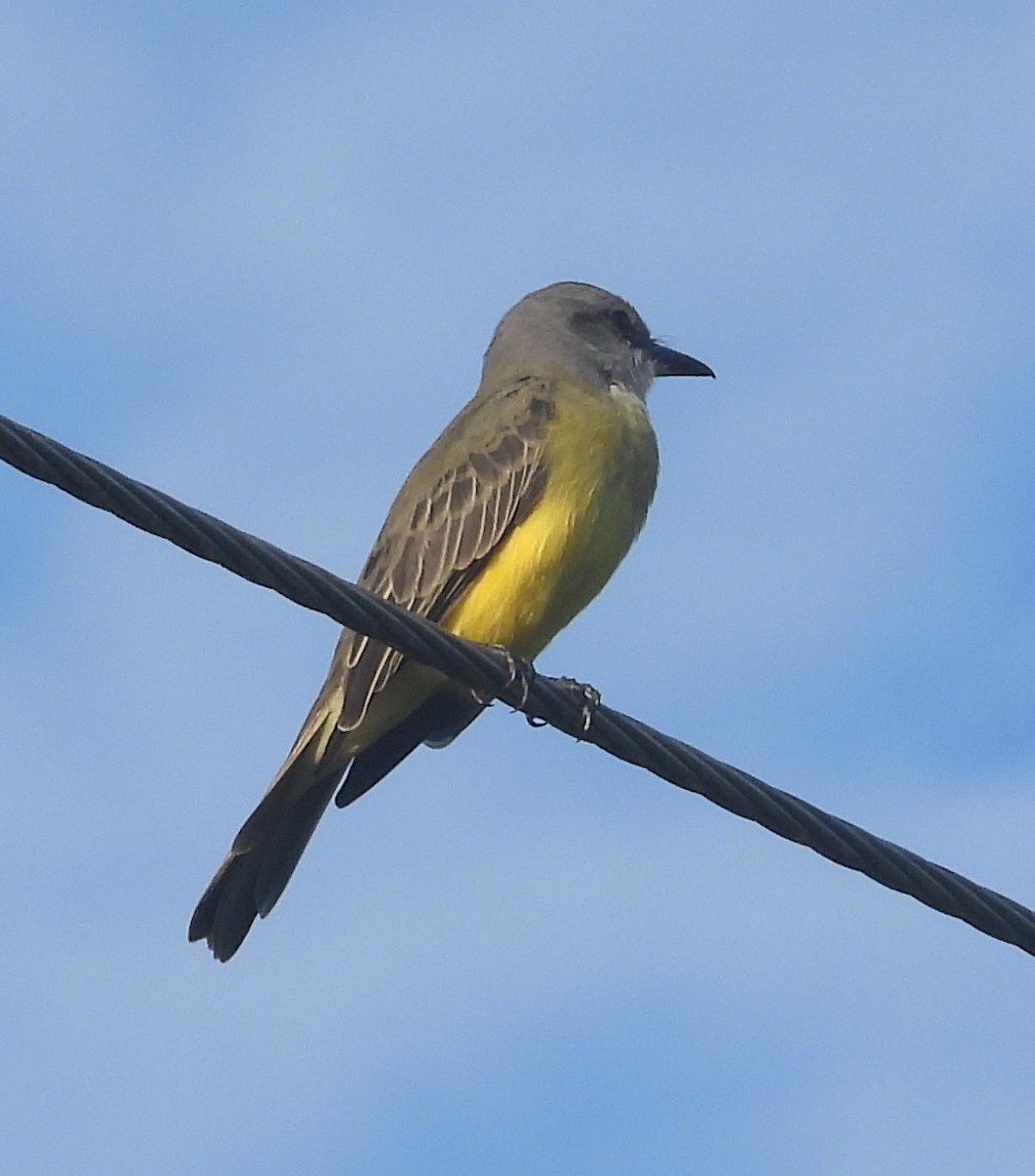 Tropical Kingbird - ML643103792