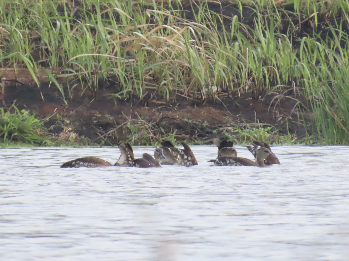 Spotted Whistling-Duck - ML643103799