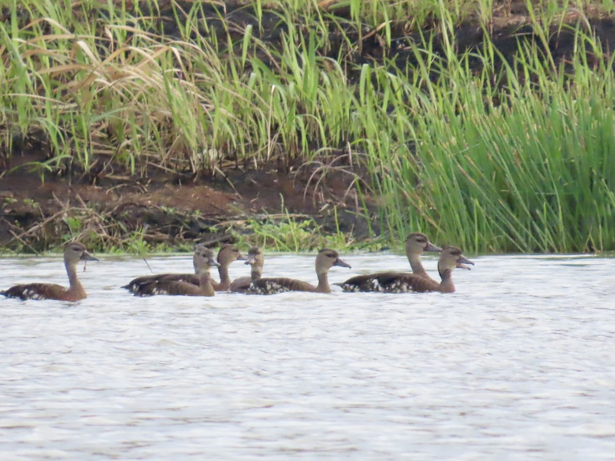 Spotted Whistling-Duck - ML643103800