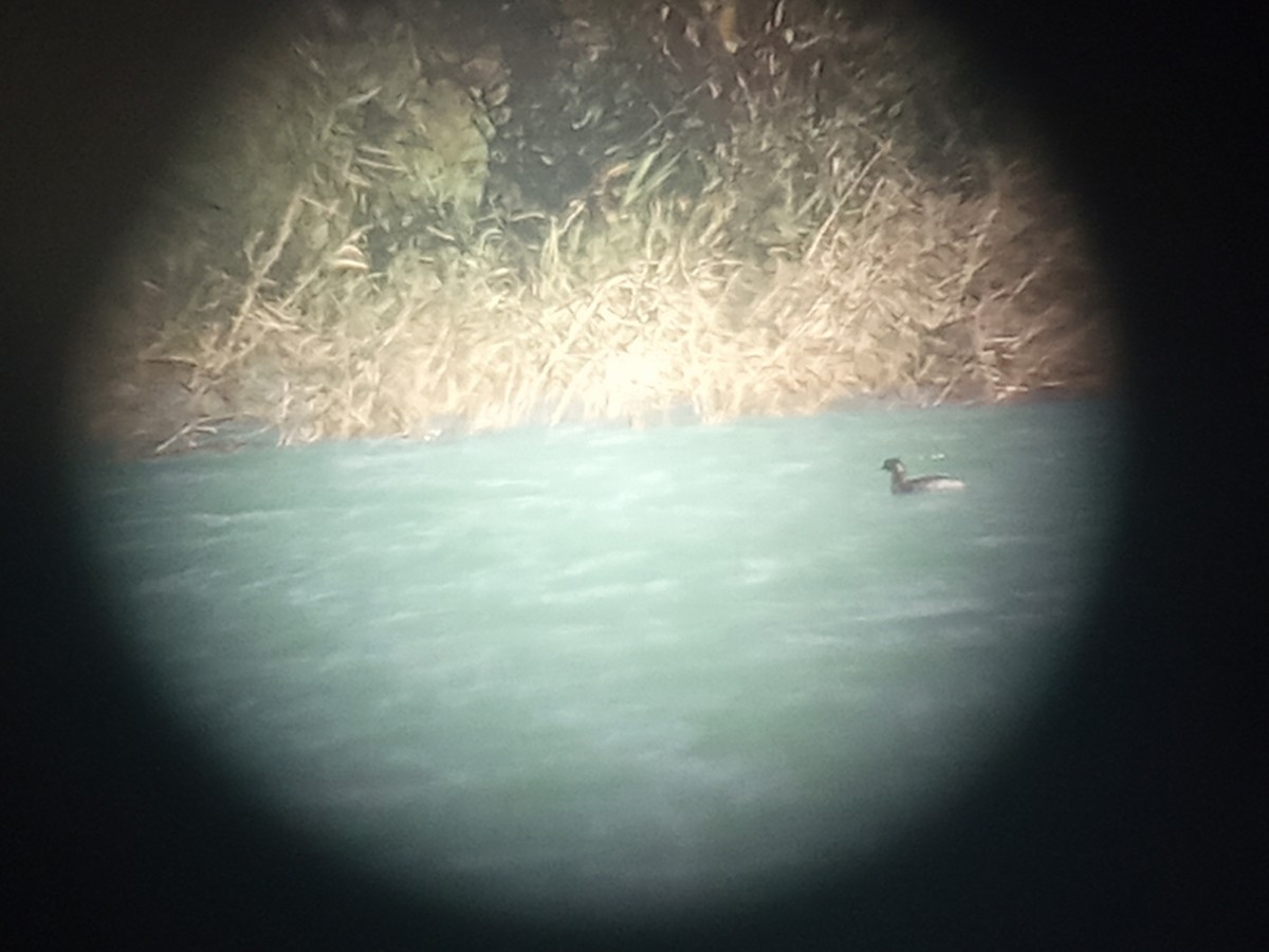 Eared Grebe - ML643103810