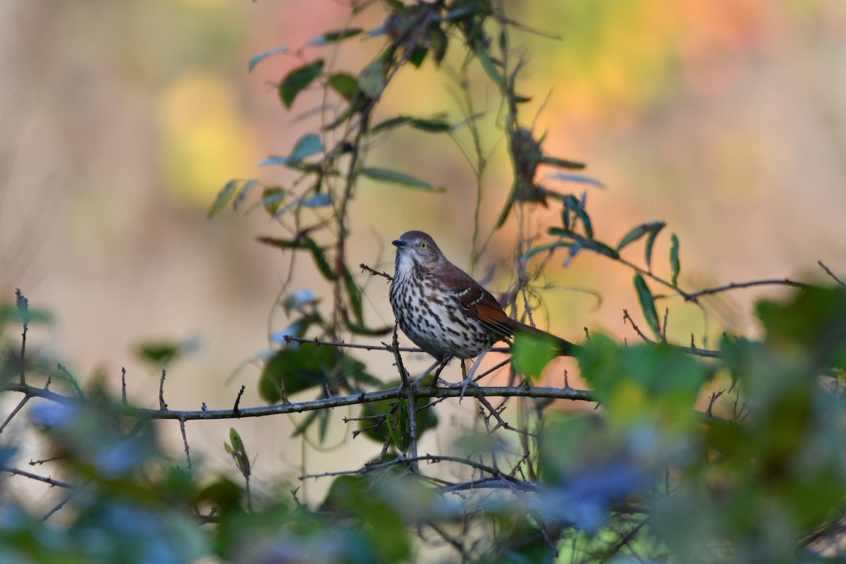 brunspottefugl - ML643103822