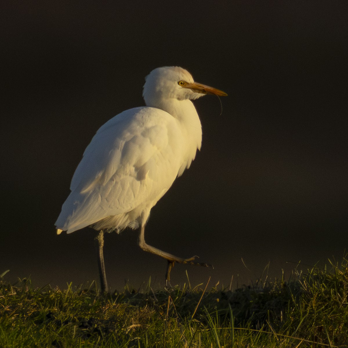 Western Cattle-Egret - ML643103827