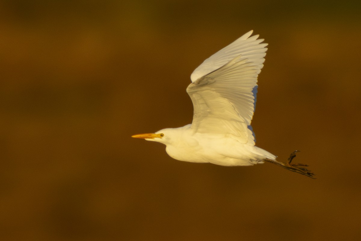 Western Cattle-Egret - ML643103828