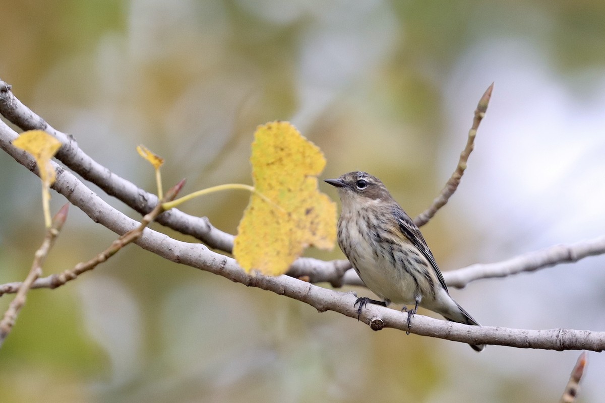 Yellow-rumped Warbler (Myrtle) - ML643103841