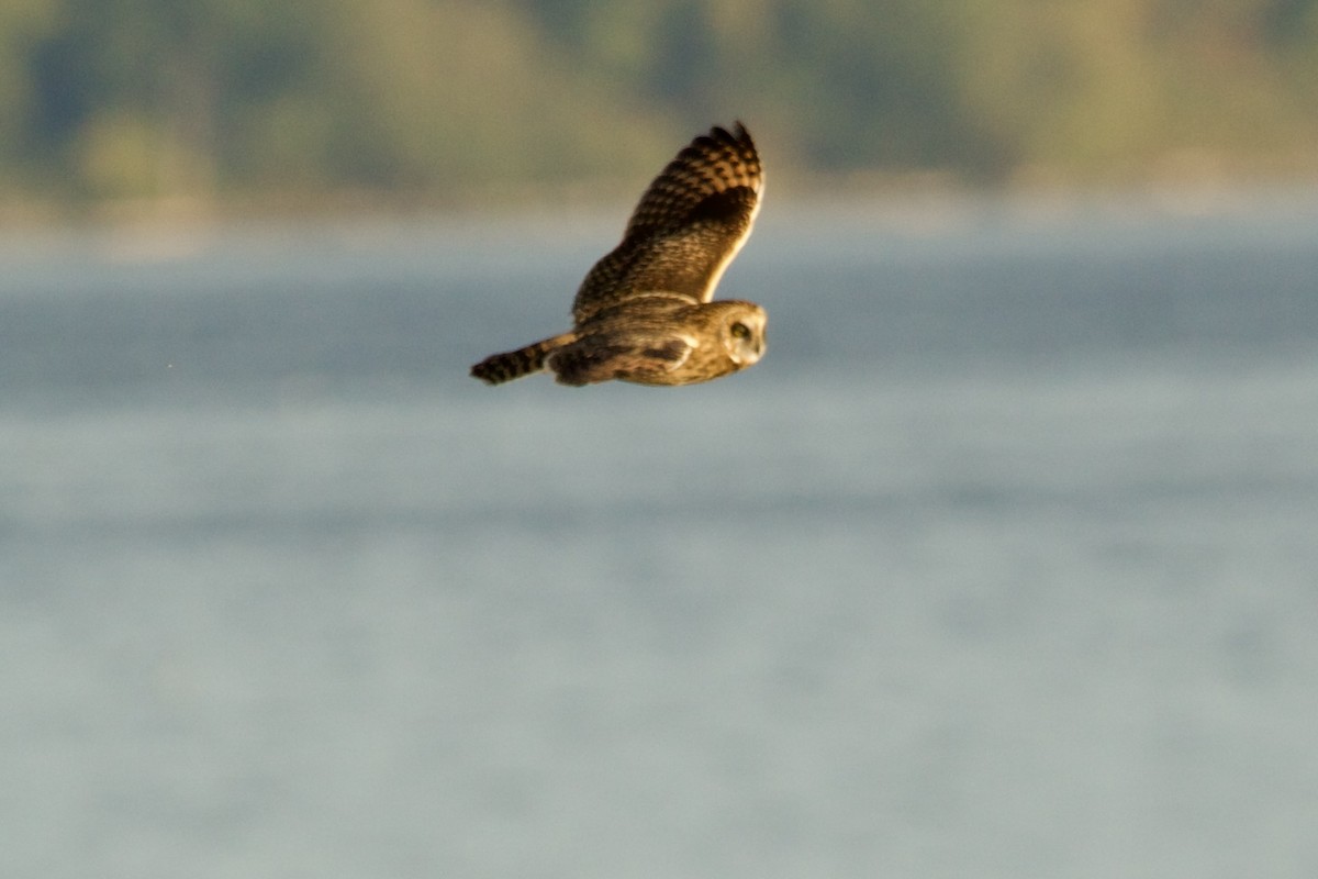 Short-eared Owl - ML643103855