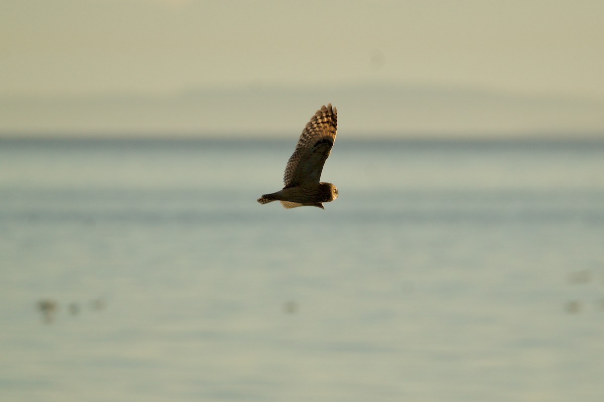 Short-eared Owl - ML643103856