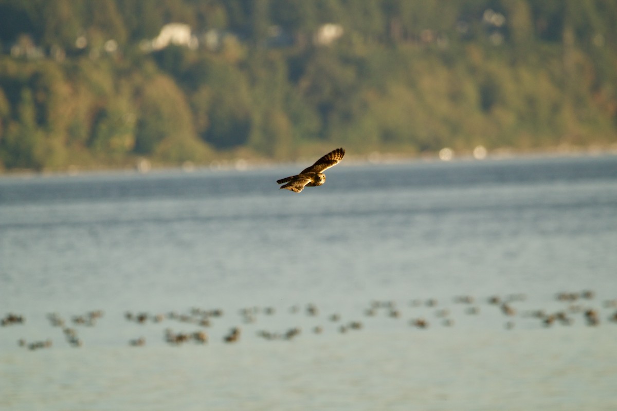 Short-eared Owl - ML643103858