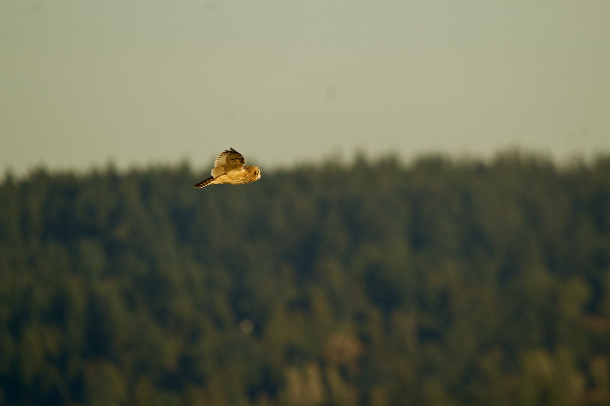 Short-eared Owl - ML643103859