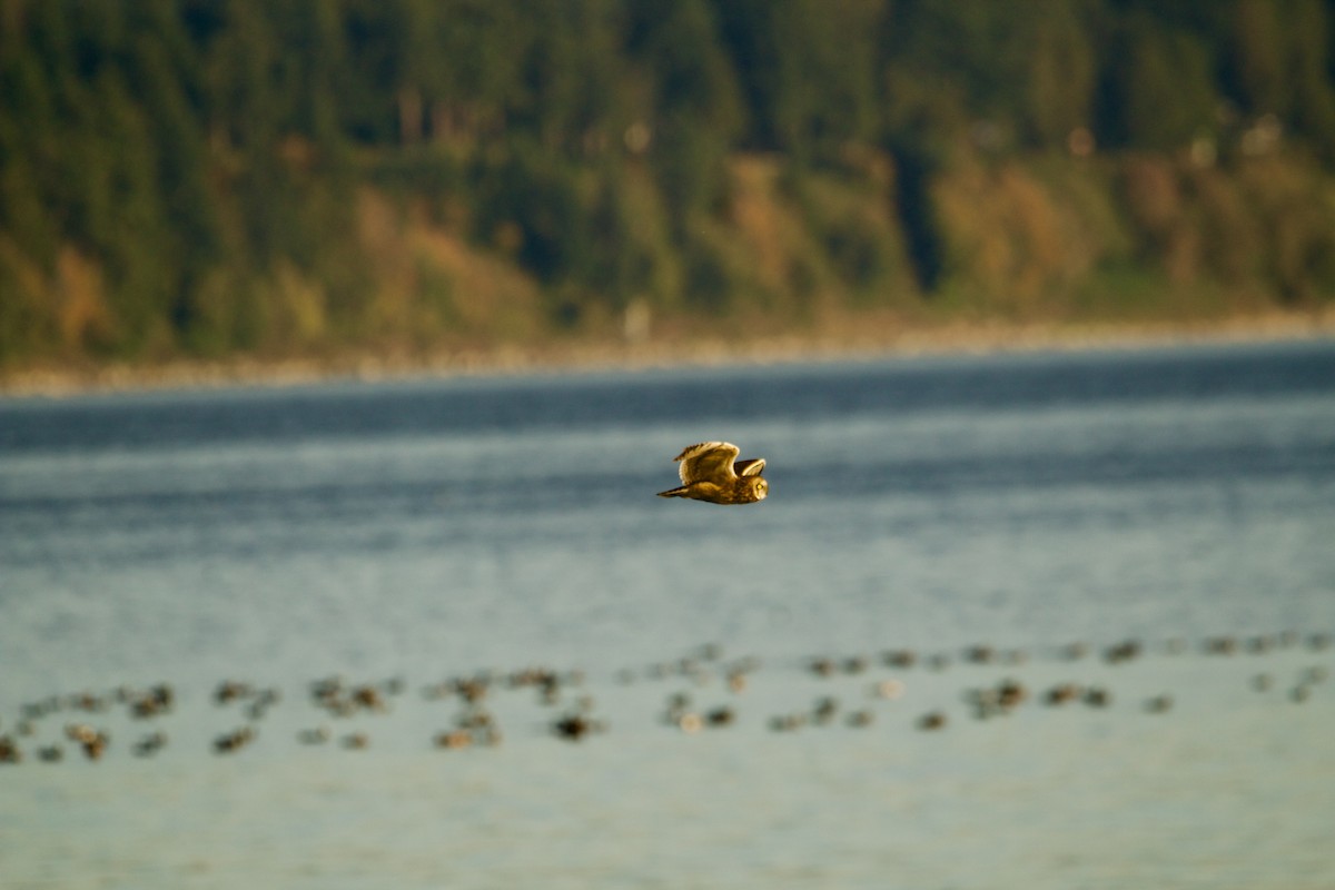 Short-eared Owl - ML643103861