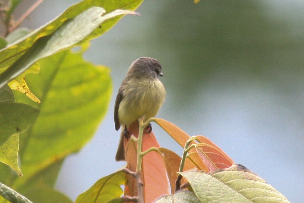 Sooty-headed Tyrannulet - ML643103877