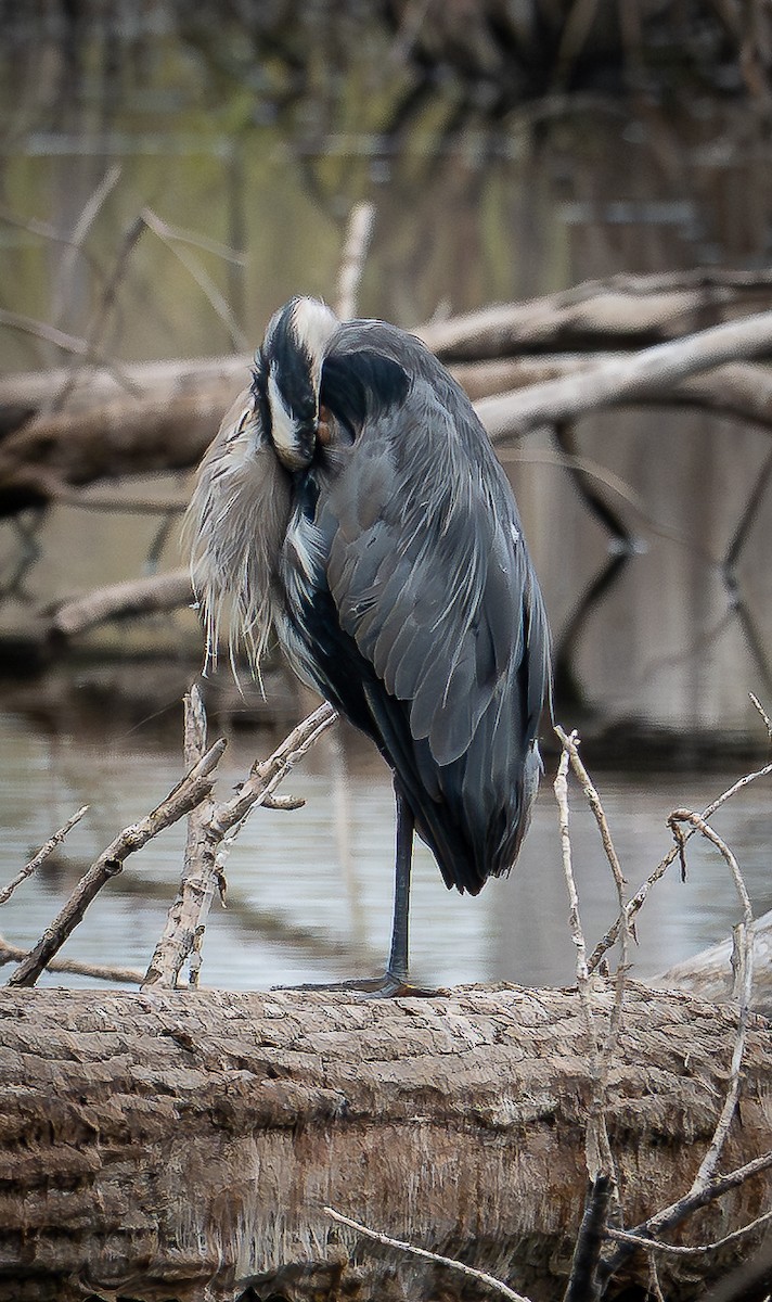 Great Blue Heron - ML643103881