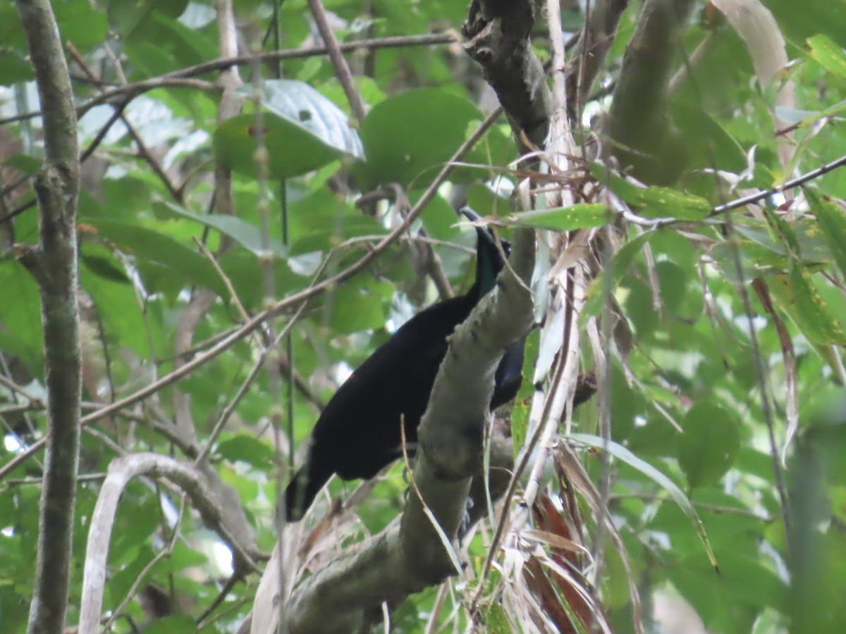 Magnificent Riflebird - ML643103892