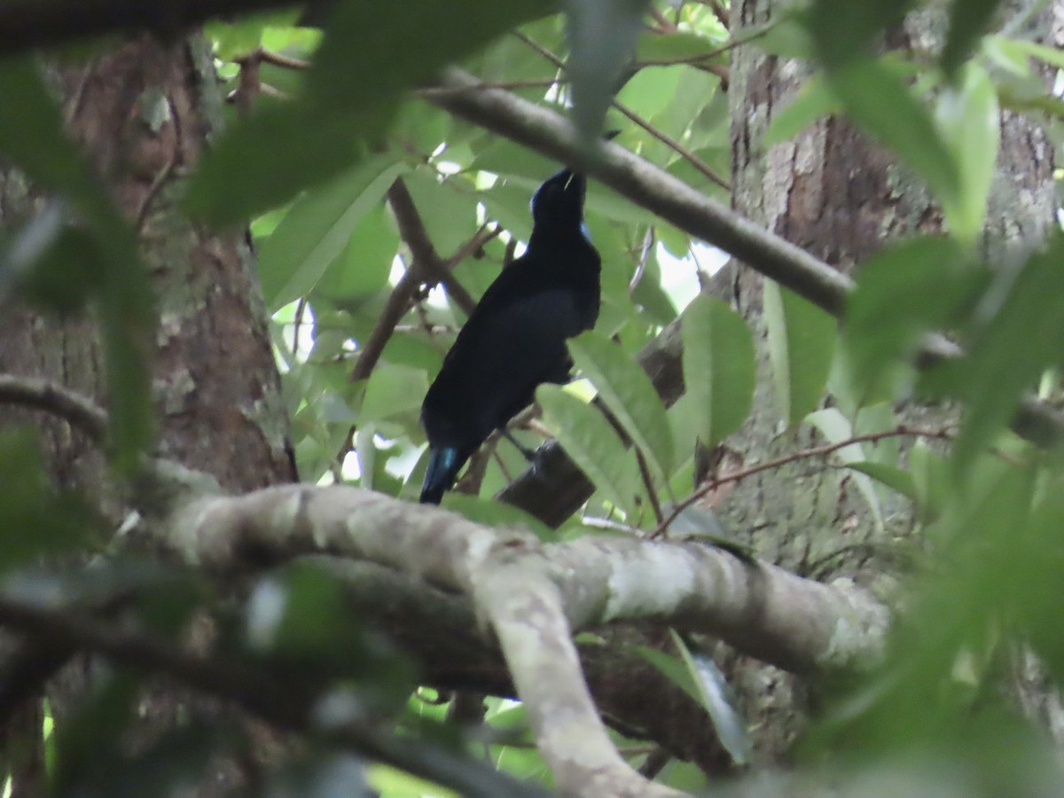 Magnificent Riflebird - ML643103893