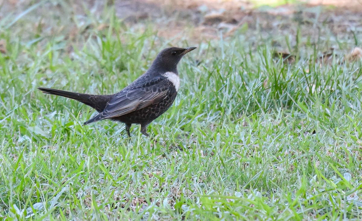 Ring Ouzel - ML643103955