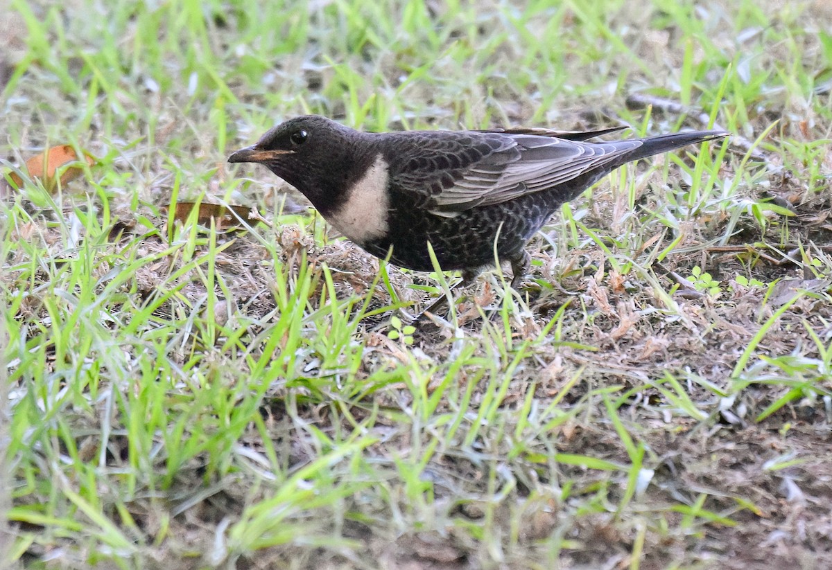 Ring Ouzel - ML643103956