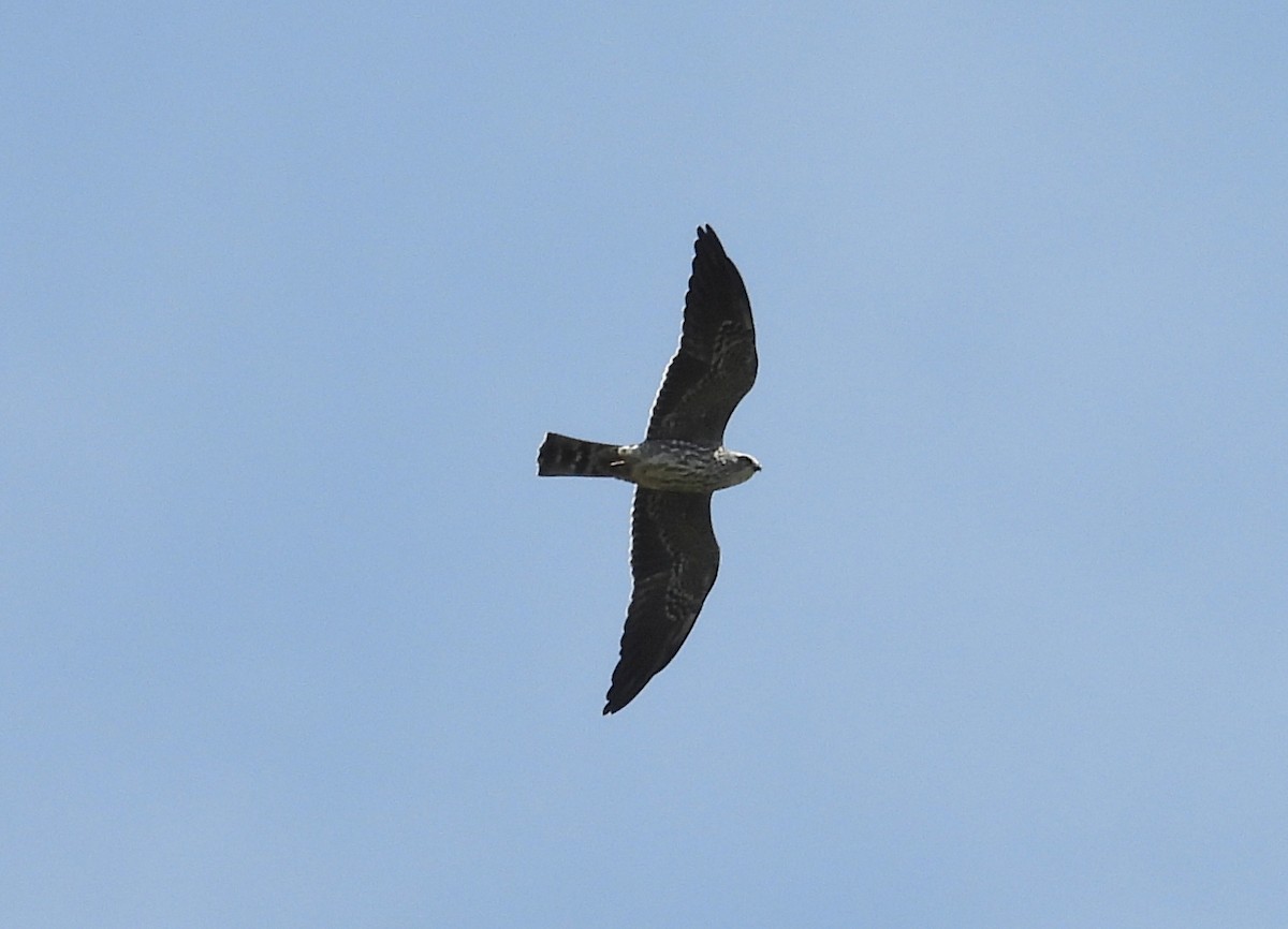 Mississippi Kite - ML643103958